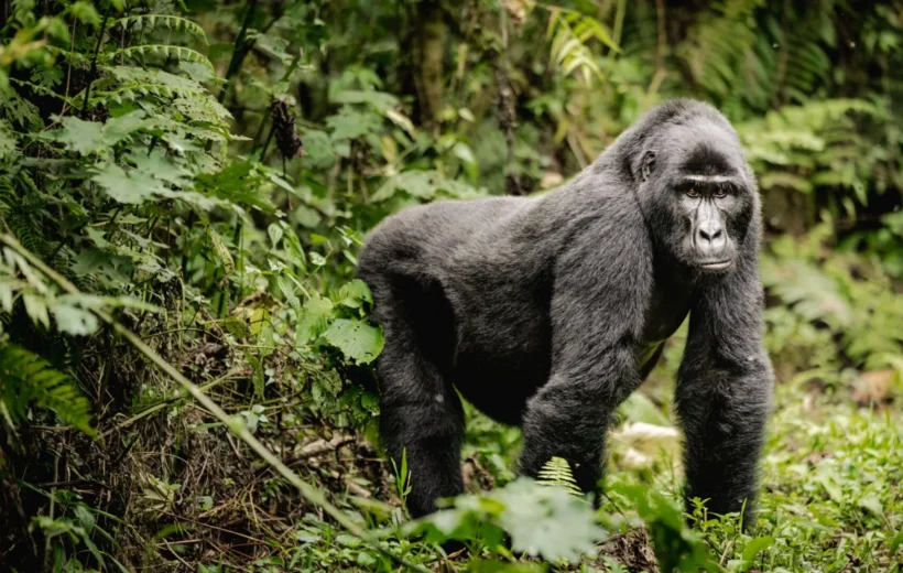 Uganda - The Pearl of Africa